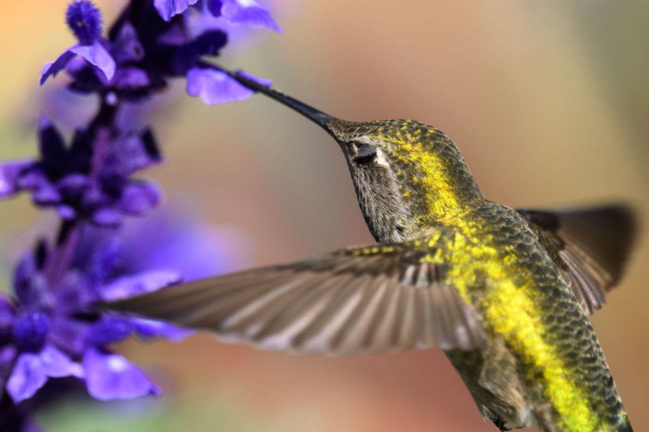 蜜を吸いながらまばたきするアンナハチドリ。ハチドリはまぶたの縁にまつ毛が生えているように見えるせいか（いや、実際に生えているのかもしれないが）、人間が目をつぶっ…