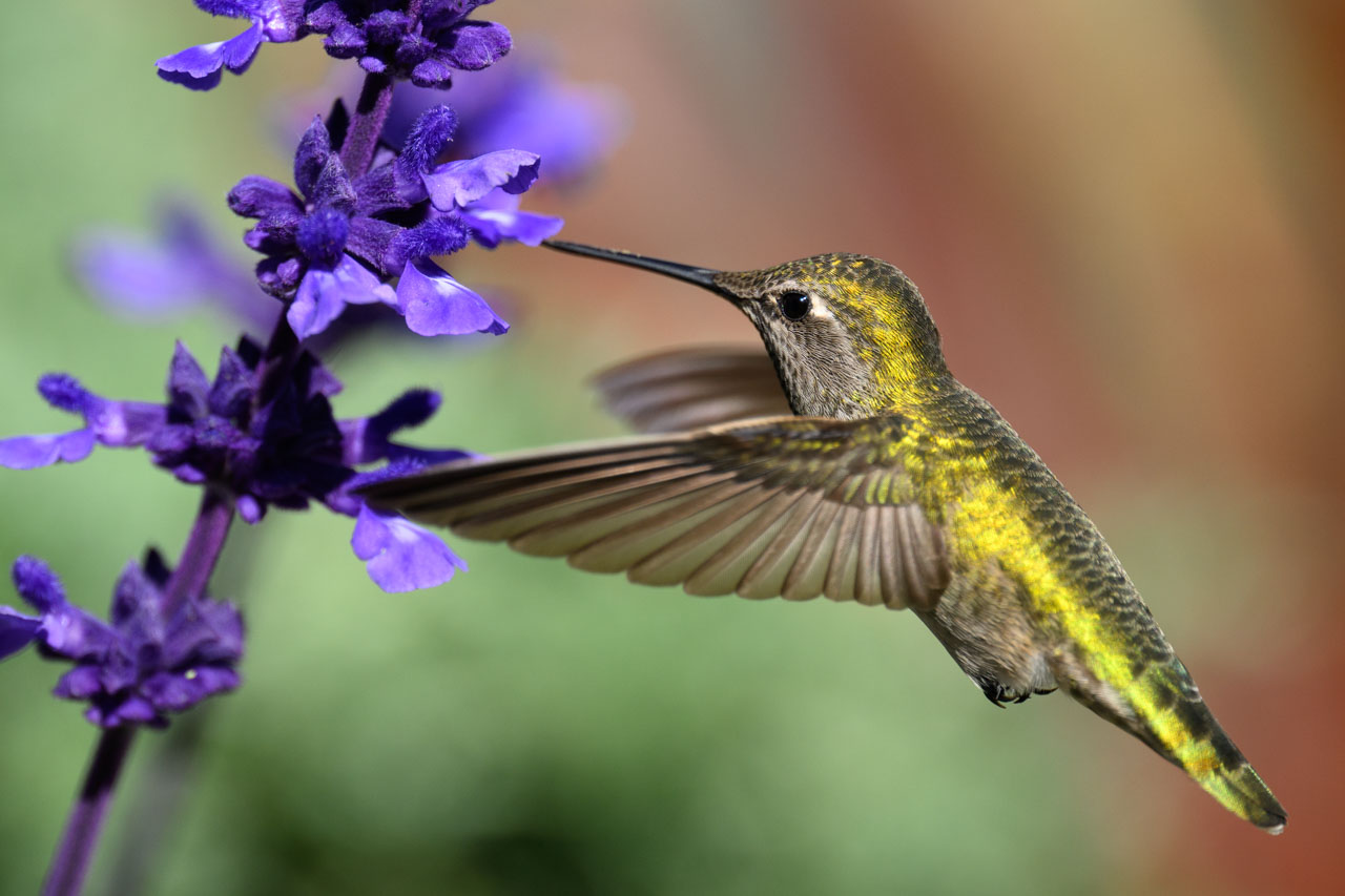 位置を変えながら蜜を吸っていく。