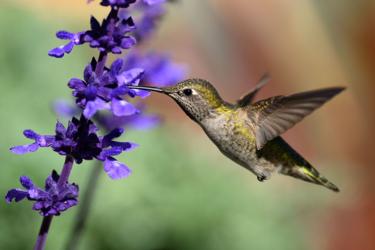 今回は横向き、順光の構図を狙ったので、ハチドリ特有のメタリック色を同時に撮影するのは難しい。顔をこちらに向けてくれれば光るのだが、それでは蜜を吸う場面が撮れない…