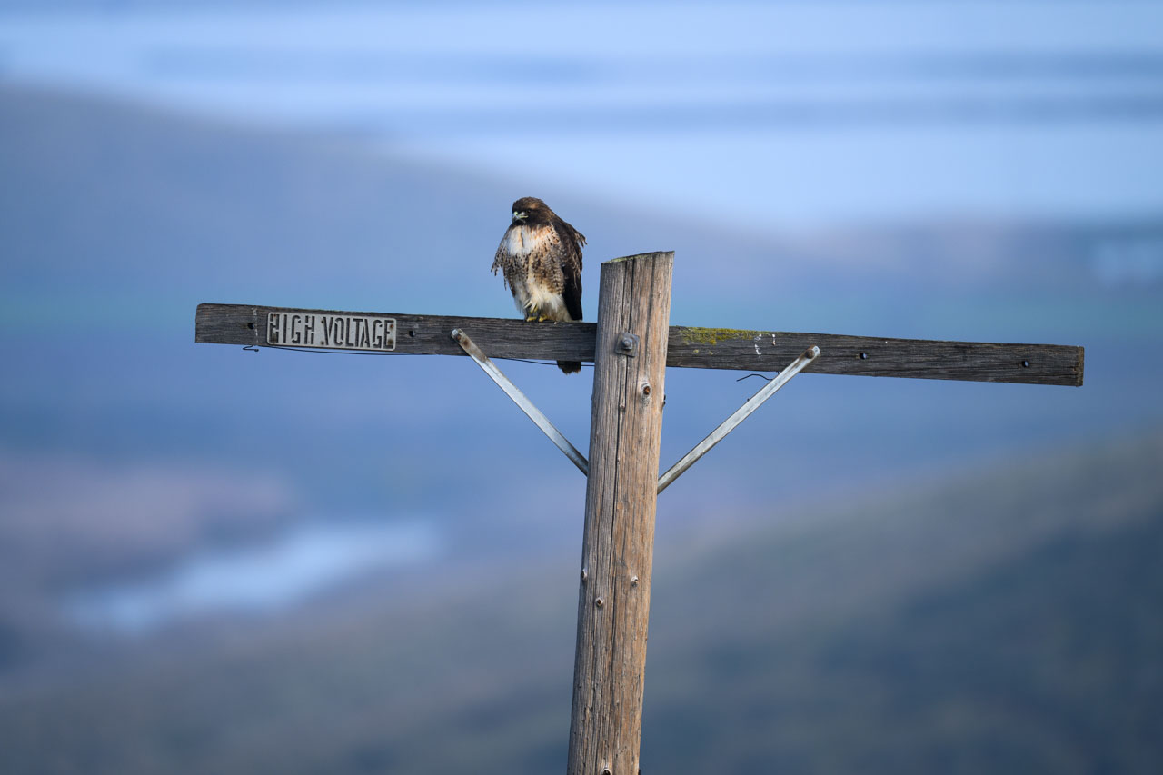 Distant view of a Red-tailed Hawk perched on a weathered wooden utility pole at Coyote Hills
