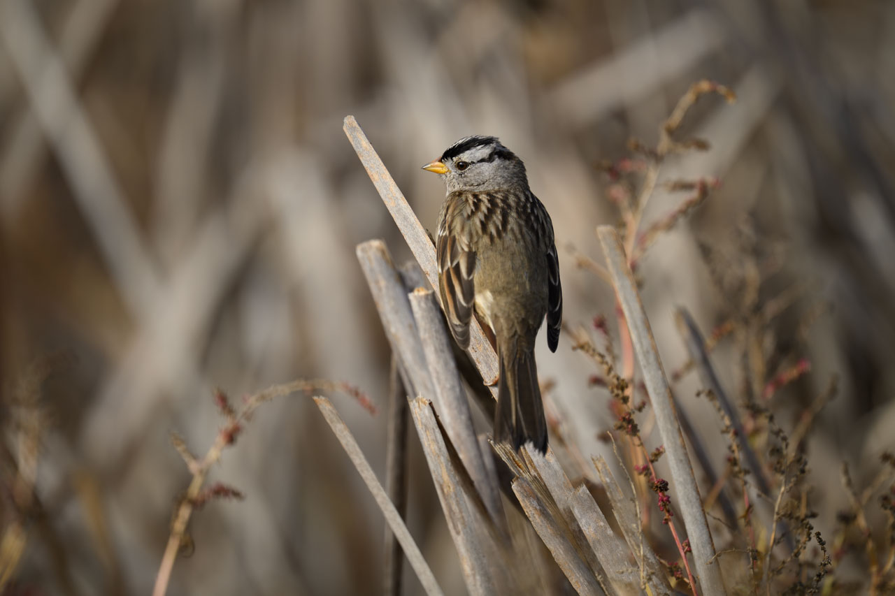 White-crowned Sparrow perched in a clump of dry grass