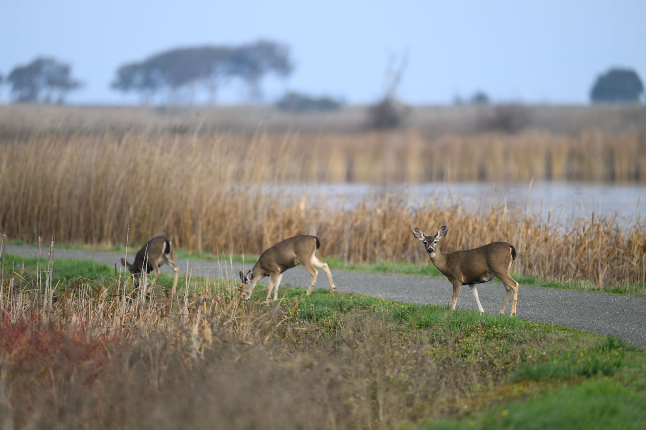 Trail landscape with three Black-tailed Deer walking along it