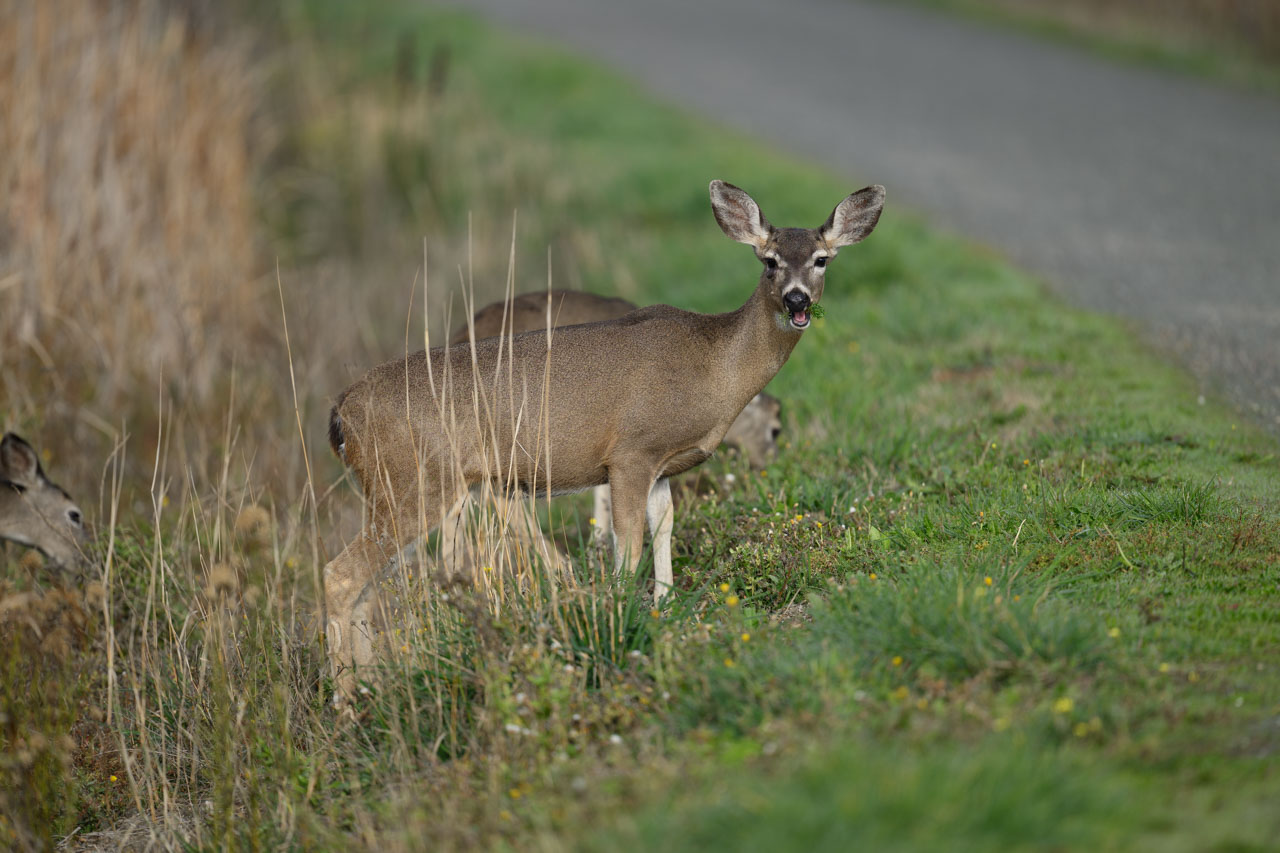 Black-tailed Deer grazing and looking toward the camera at Coyote Hills