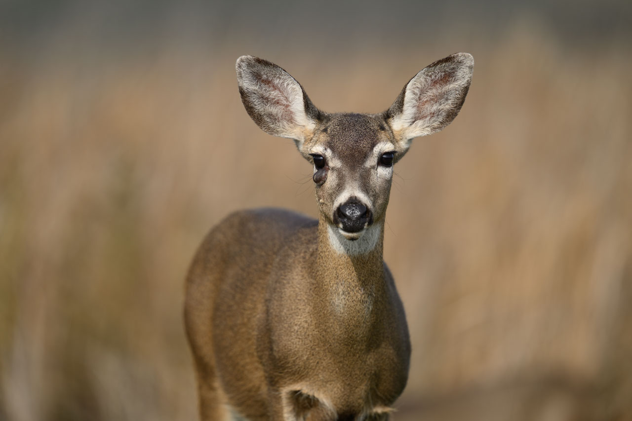 Upper-body close-up of a Black-tailed Deer looking toward the camera at Coyote Hills
