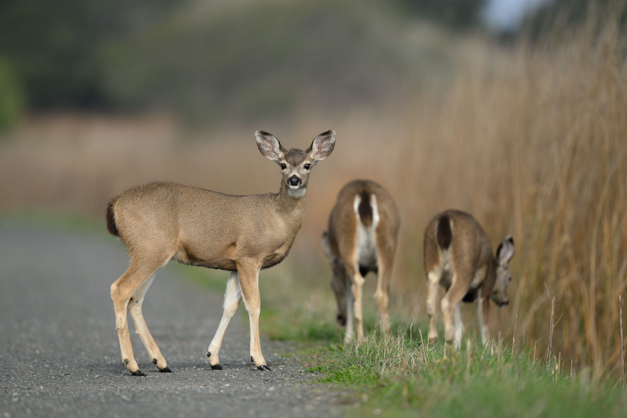 Black-tailed Deer fawn looking toward the camera on a trail at Coyote Hills