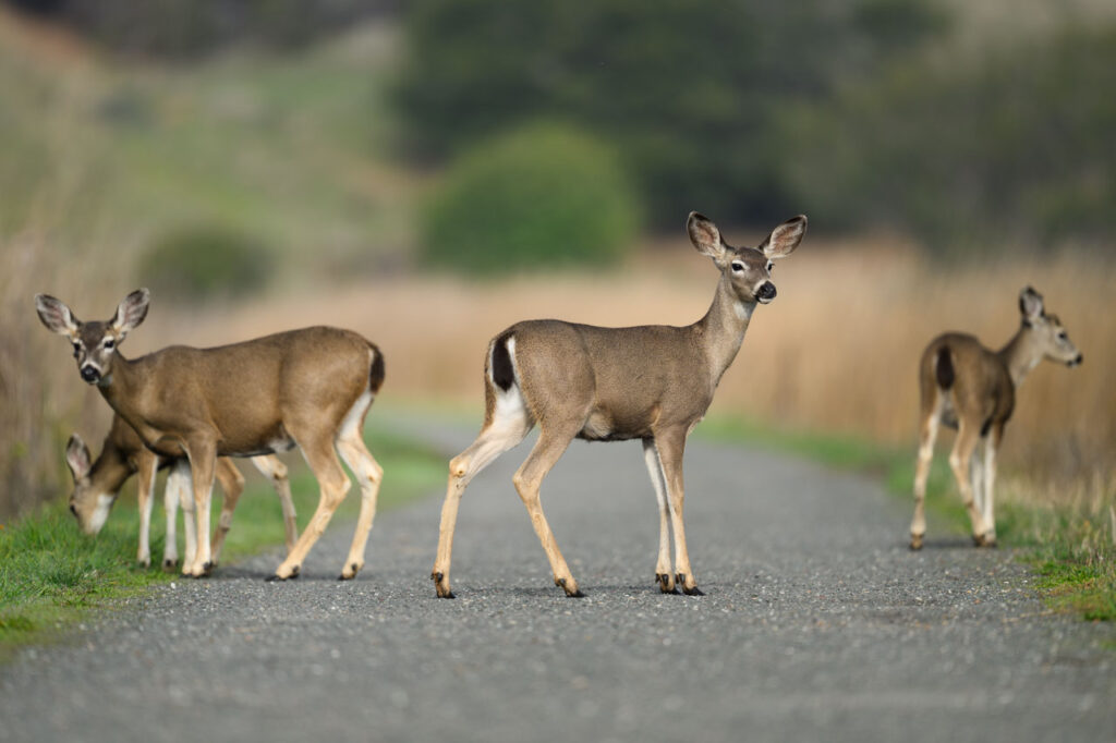 A family of four Black-tailed Deer standing across a trail and looking toward the camera at Coyote Hills