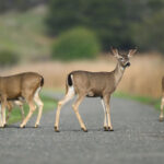 A family of four Black-tailed Deer standing across a trail and looking toward the camera at Coyote Hills