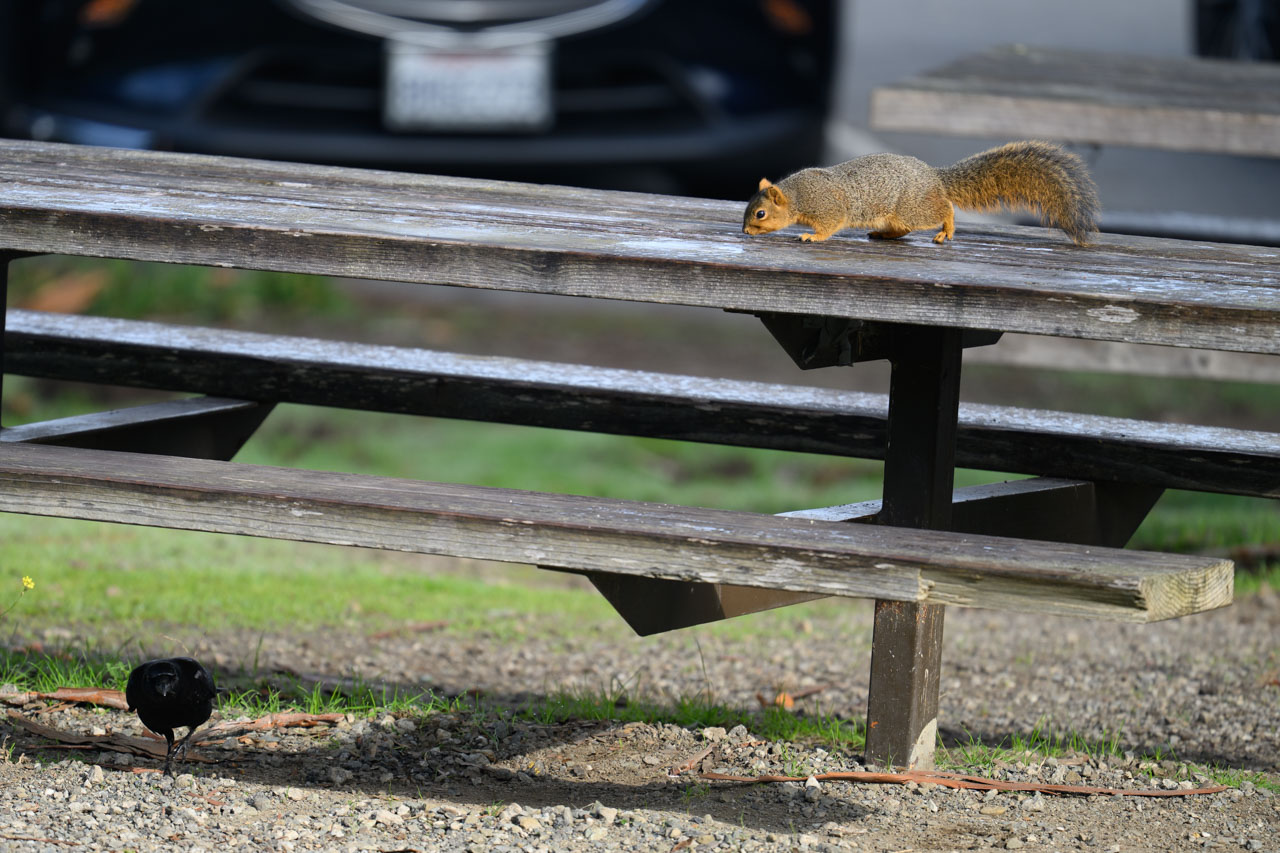 California Ground Squirrel standing on a wooden table at Coyote Hills