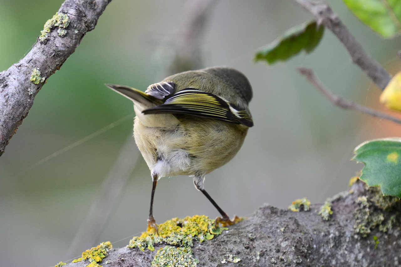 Back view of a Ruby-crowned Kinglet perched on a tree at Coyote Hills