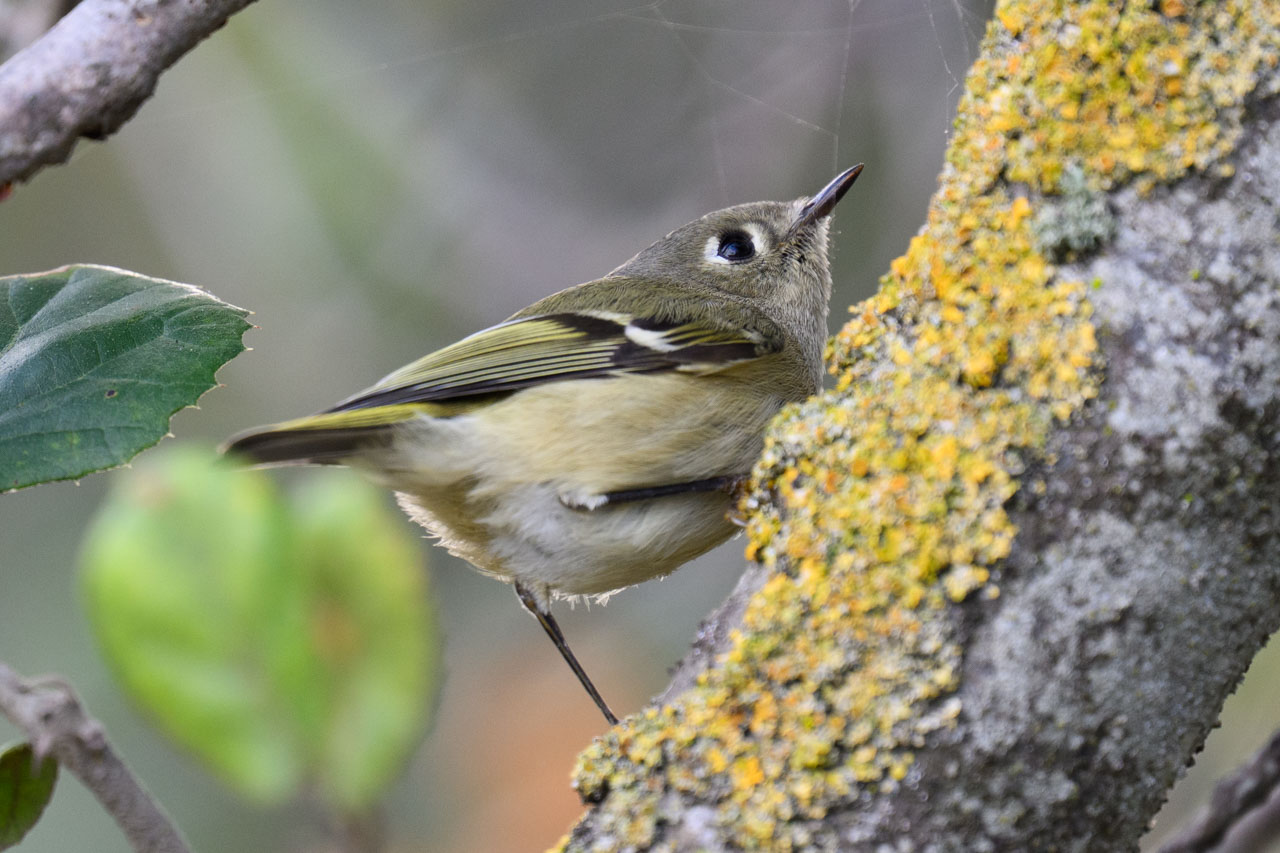 Ruby-crowned Kinglet perched on a tree at Coyote Hills