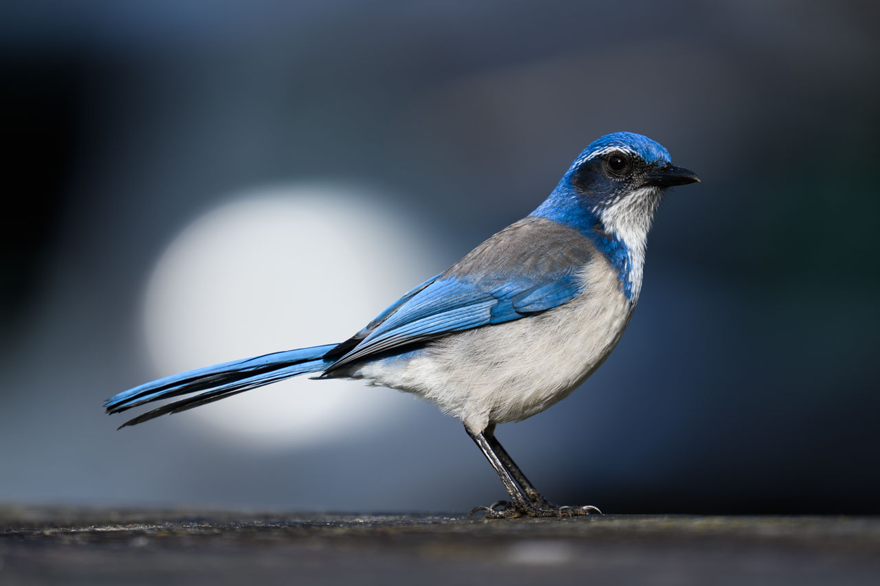 Side profile of a California Scrub-Jay perched on a ledge