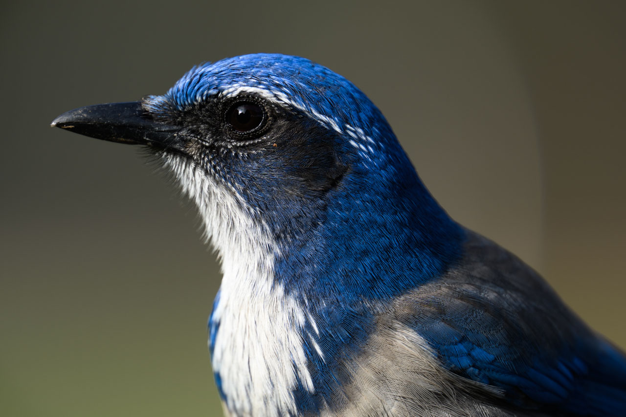 Upper-body portrait of a California Scrub-Jay at Coyote Hills