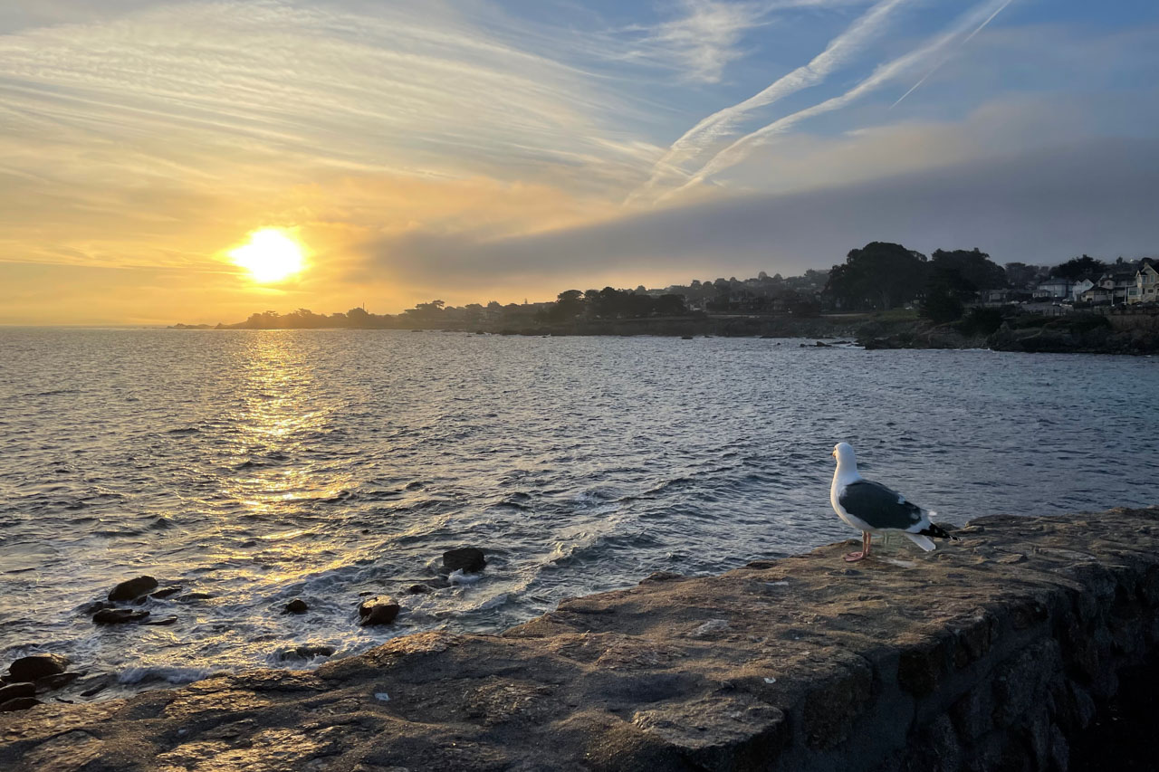Sunrise seen from Lovers Point Park in Monterey, with a gull illuminated by the morning sun on a stone wall in the foreground