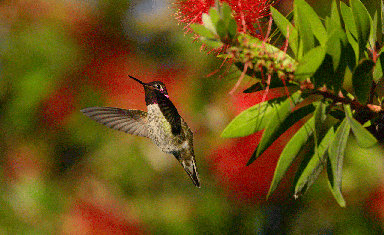 ついでにホバリングをGIFアニメにしてみた。途中でおしっこしている。なおハチドリの羽ばたきは最大で毎秒80回に達すると言われている。GIFは一見ハイスピードカメ…