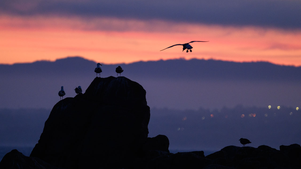 Silhouettes of Western Gulls perched on rocks with a flying gull at Lovers Point Park in Monterey at dawn