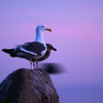 Two Western Gulls perched on rocks at Lovers Point Park in Monterey before sunrise in soft pink light