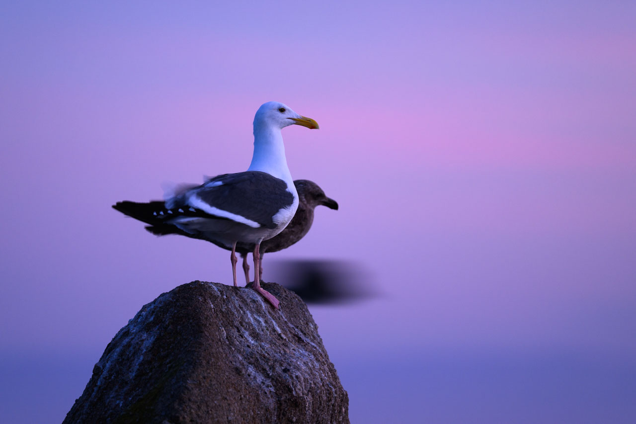 Two Western Gulls perched on rocks at Lovers Point Park in Monterey before sunrise in soft pink light