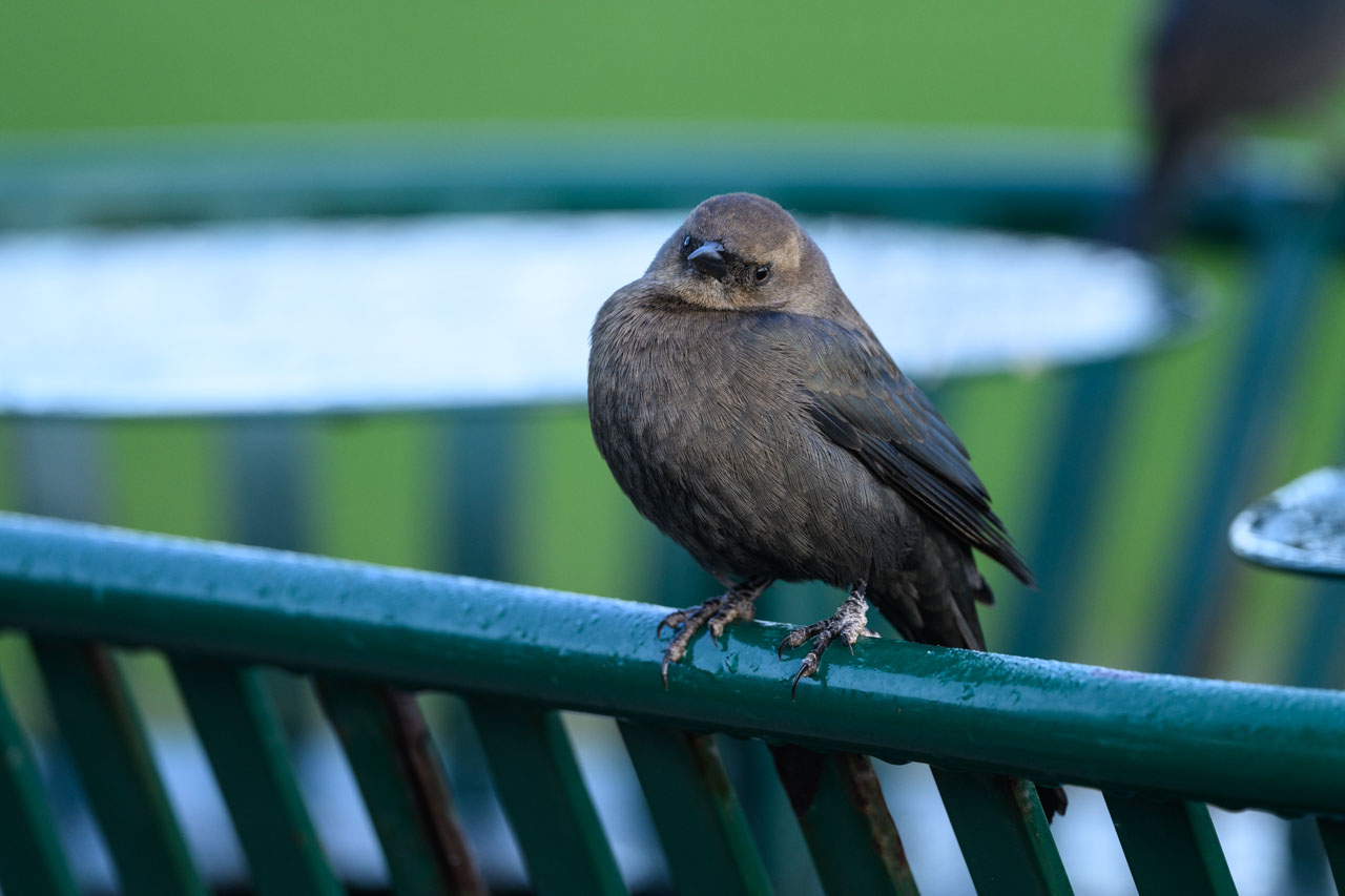 Close-up of a Brewer’s Blackbird perched on an iron fence at Lovers Point Park in Monterey