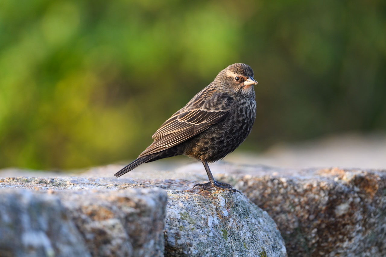 Full-body portrait of a Red-winged Blackbird perched on a stone wall at Lovers Point Park in Monterey, softly backlit by morning sun