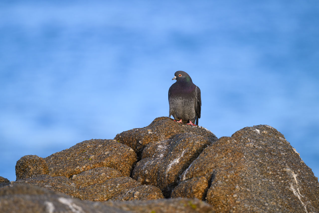 Rock Pigeon perched on coastal rocks with the sea in the background at Lovers Point Park in Monterey