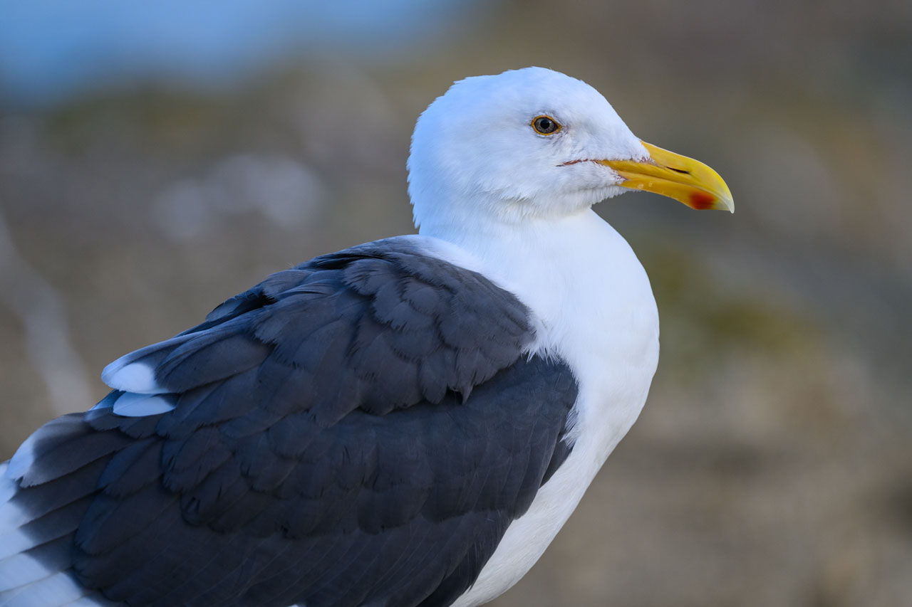 Upper-body portrait of a Western Gull at Lovers Point Park in Monterey