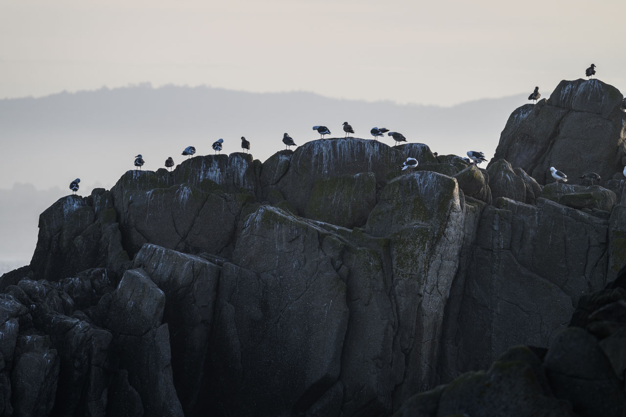 Distant backlit view of many Western Gulls lined up on rocky shore at Lovers Point Park in Monterey