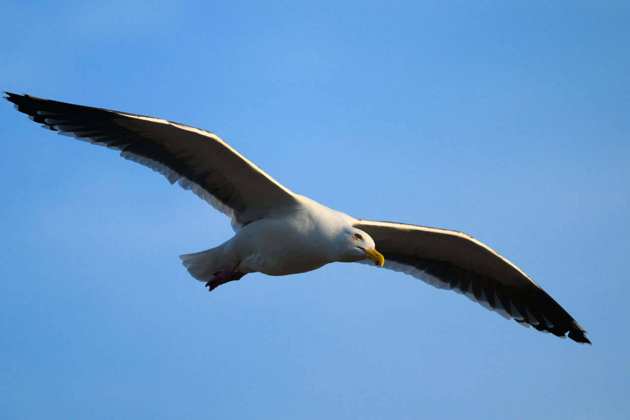 Single Western Gull flying against a blue sky at Perkins Park in Monterey