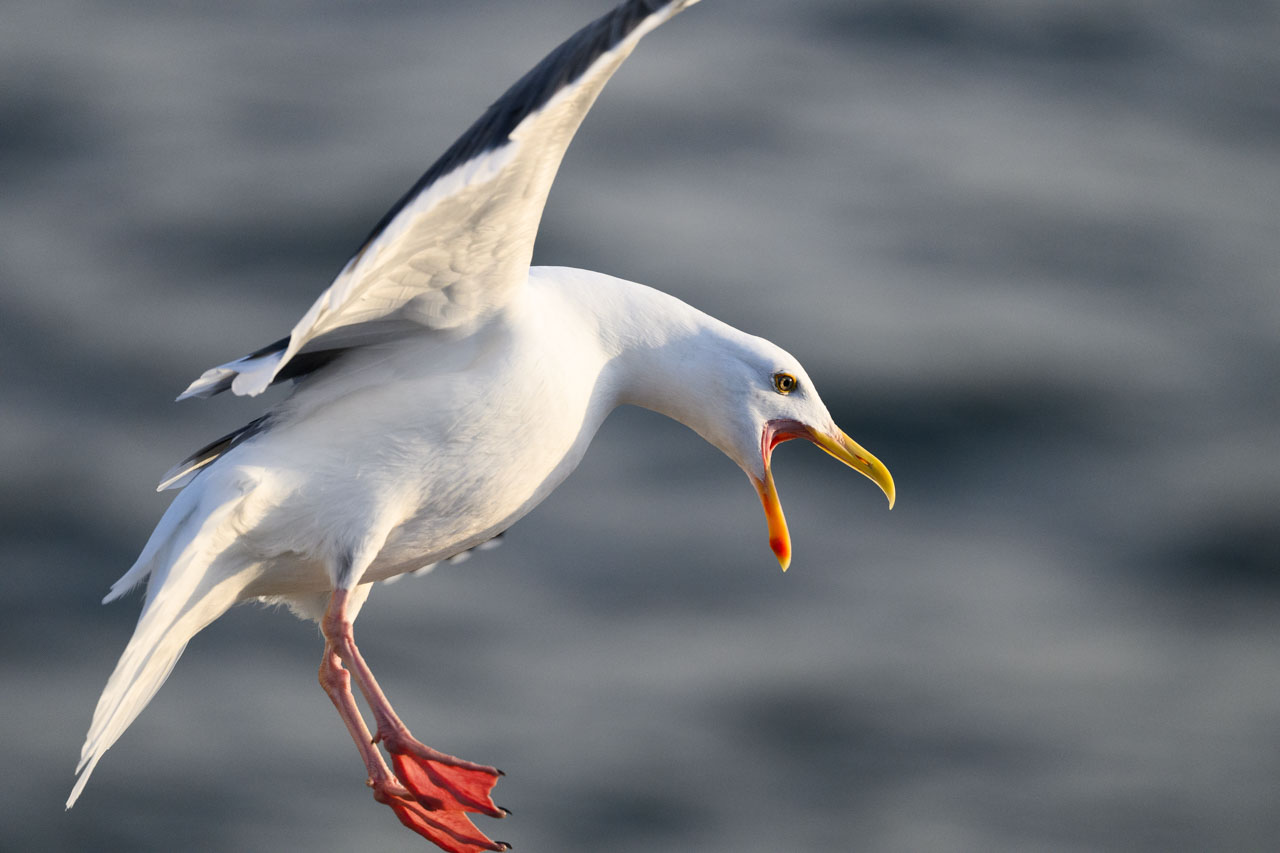 Close-up of a Western Gull spreading its wings and opening its beak while landing at Perkins Park in Monterey