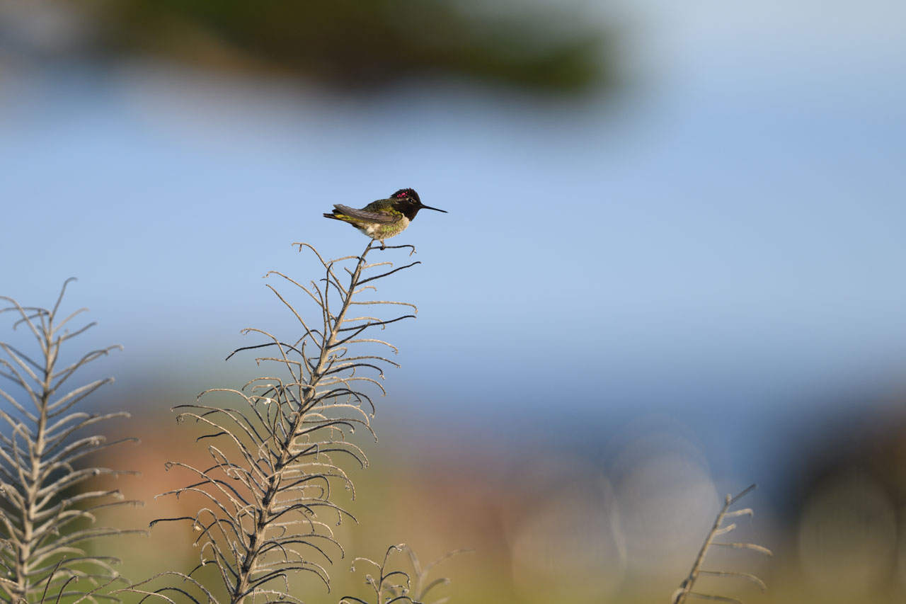 Male Anna’s Hummingbird perched on dry grass with the sea in the background at Perkins Park in Monterey