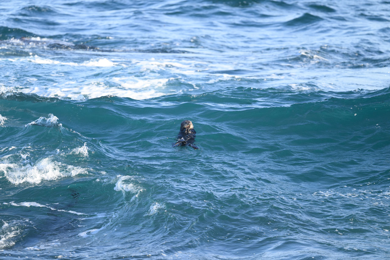 Distant view of a sea otter floating in rough ocean waters near Kissing Rock in Monterey