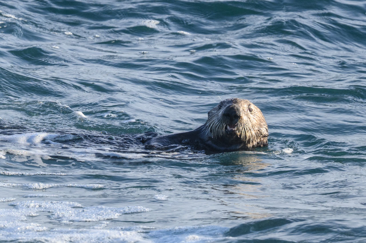 Sea otter floating on the ocean and facing the camera near Kissing Rock in Monterey