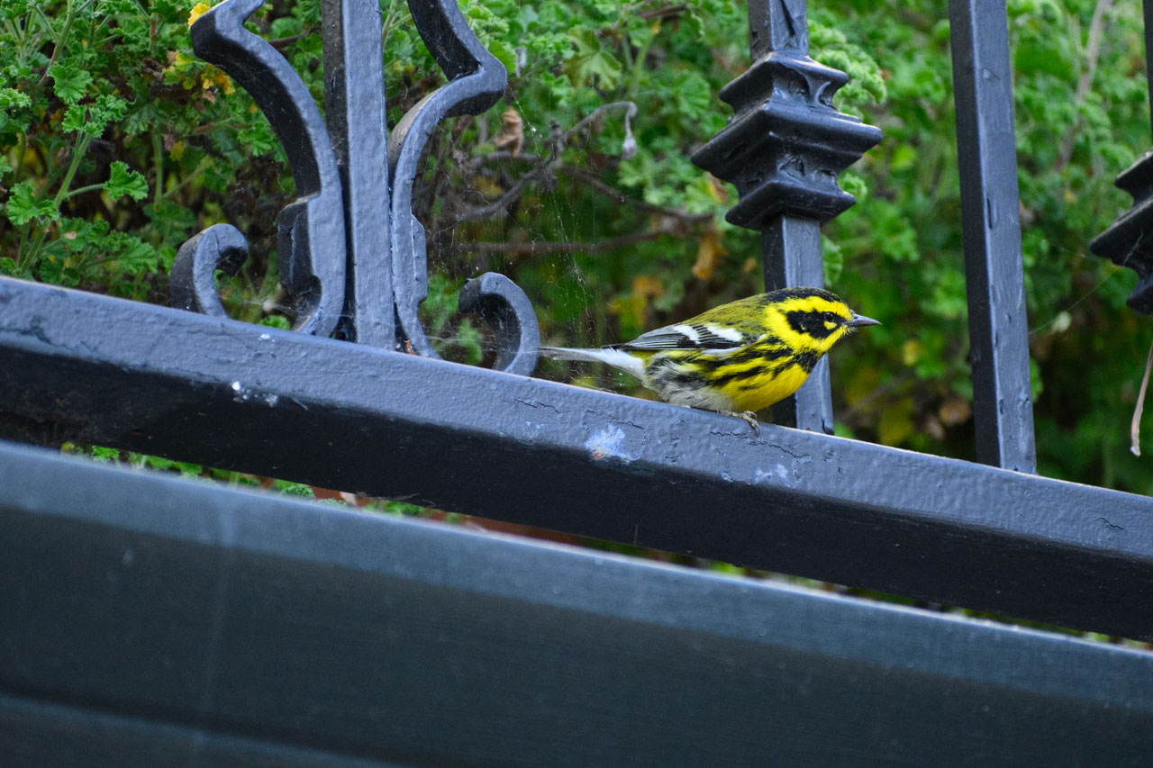 Bright yellow Townsend’s Warbler perched on an iron railing in Carmel-by-the-Sea