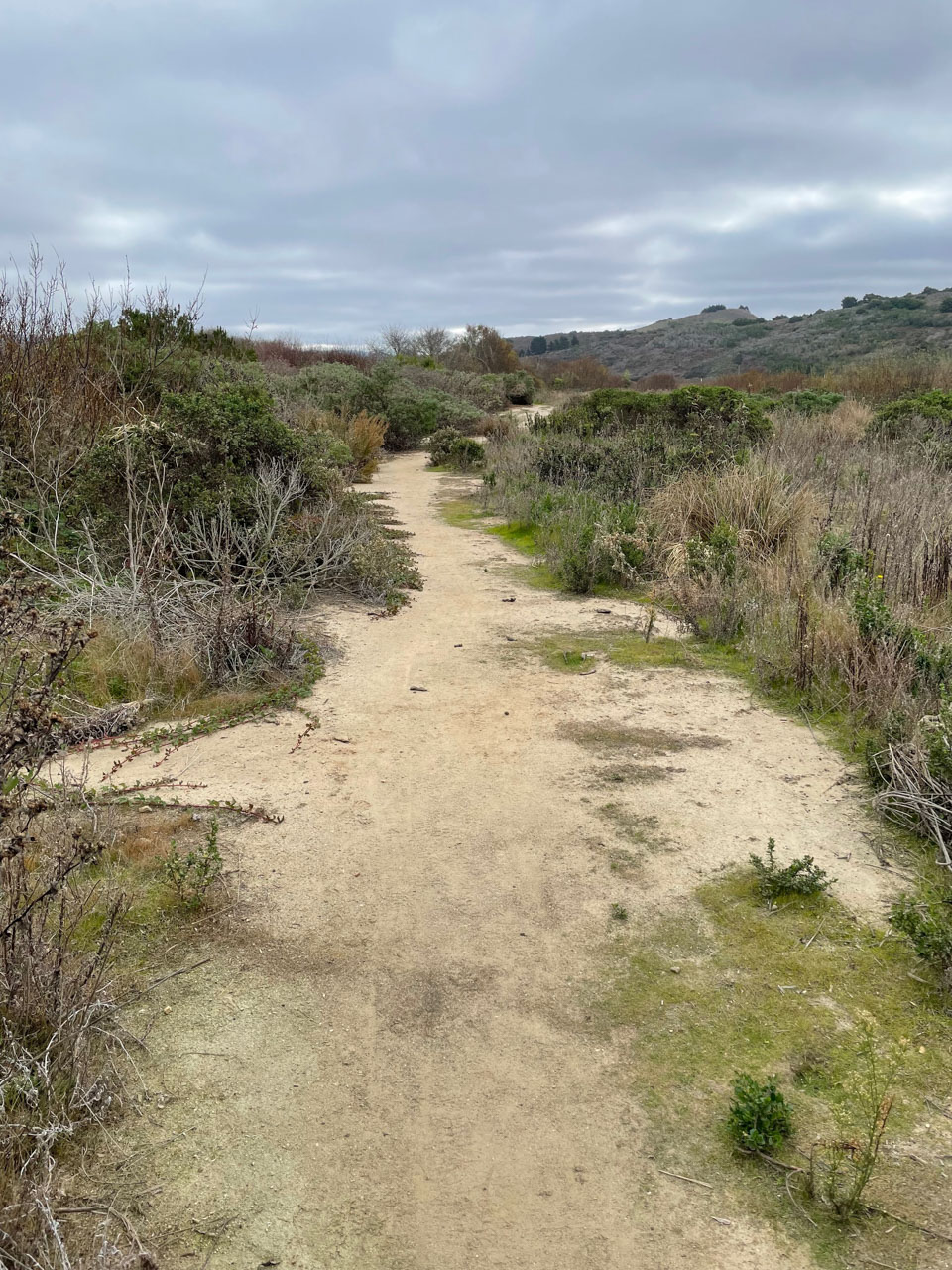 Sandy trail section bordered by low bushes at Pescadero Marsh Trail