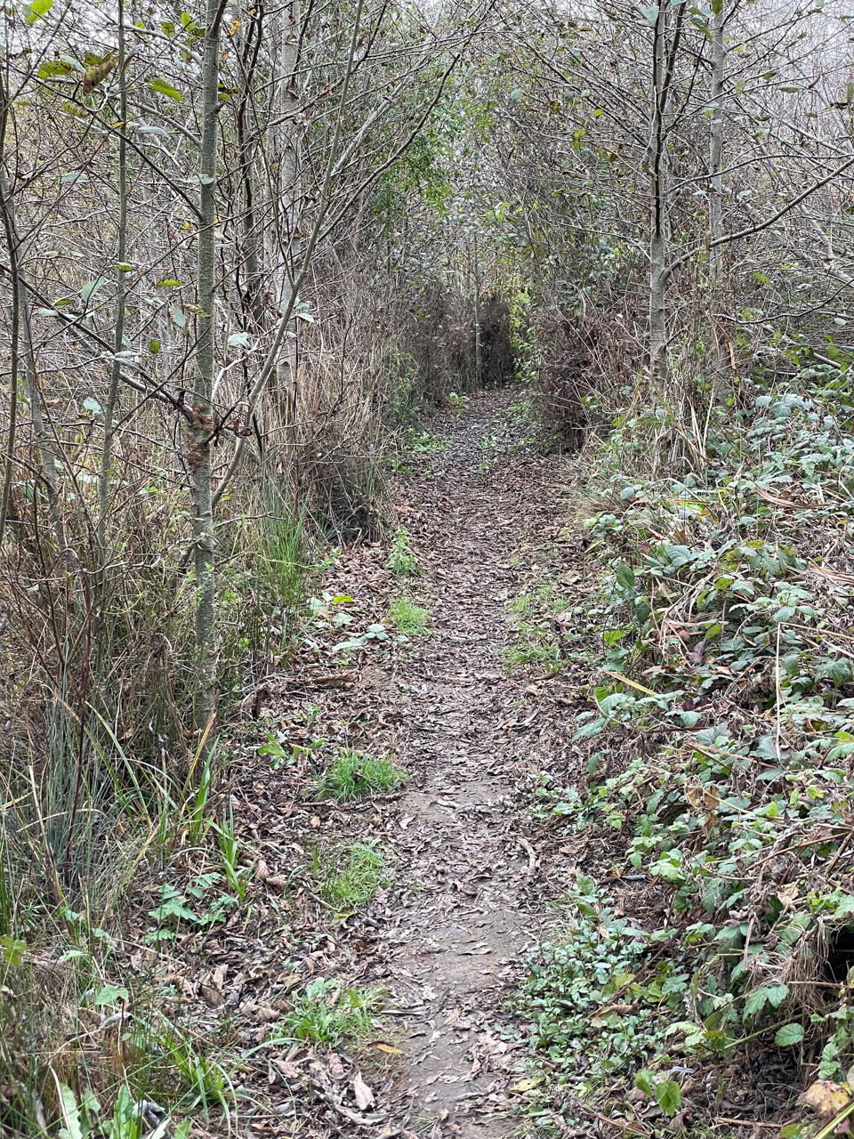 Narrow path along dense riverside vegetation at Pescadero Marsh Trail
