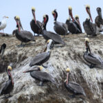Brown Pelicans gathered on rocky shore at Pescadero Beach in breeding plumage during winter