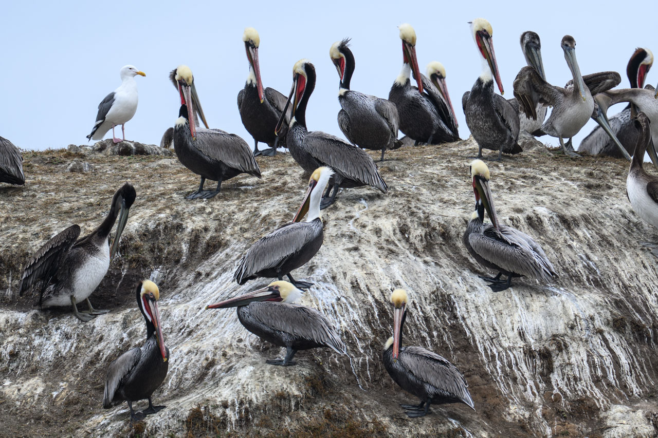 Brown Pelicans gathered on rocky shore at Pescadero Beach in breeding plumage during winter
