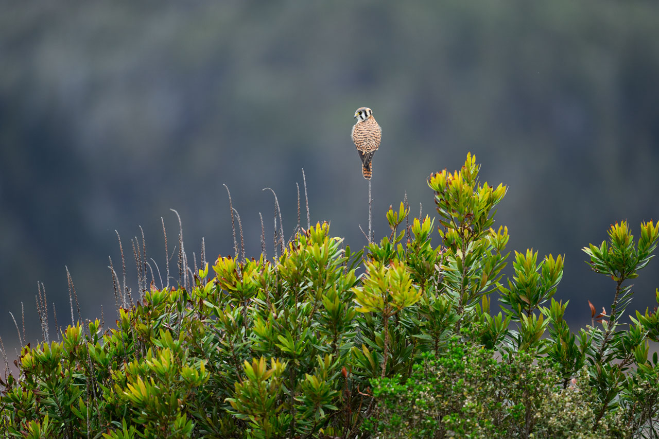 Distant view of an American Kestrel perched on a green shrub along Pescadero Marsh Trail