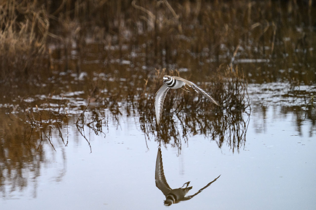 Killdeer flying over a creek at Pescadero Marsh Trail