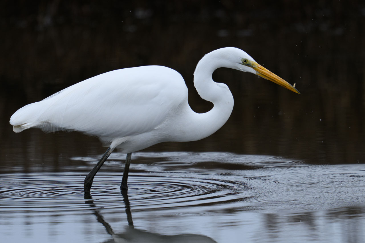 Great Egret catching a small fish at Pescadero Marsh Trail