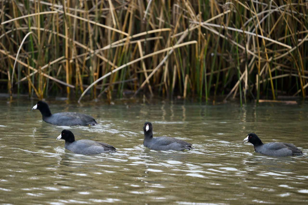Group of American Coots swimming in a creek at Pescadero Marsh Trail