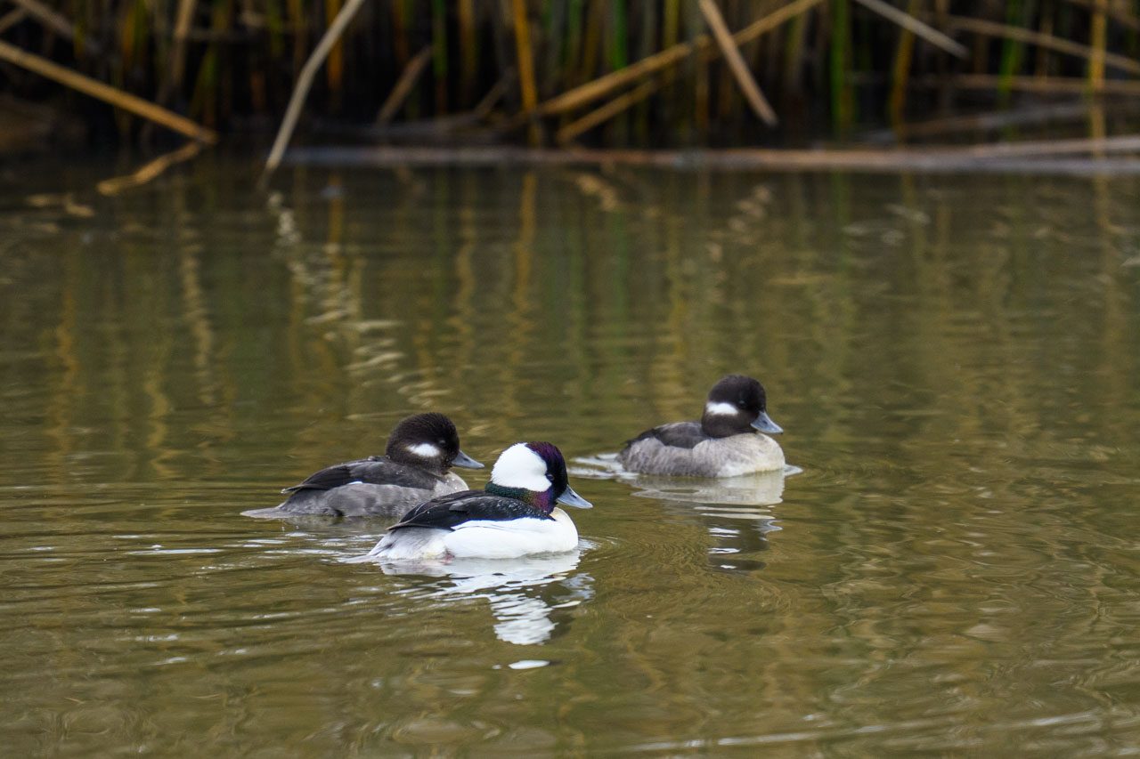 Male and female Buffleheads swimming in a creek at Pescadero Marsh Trail