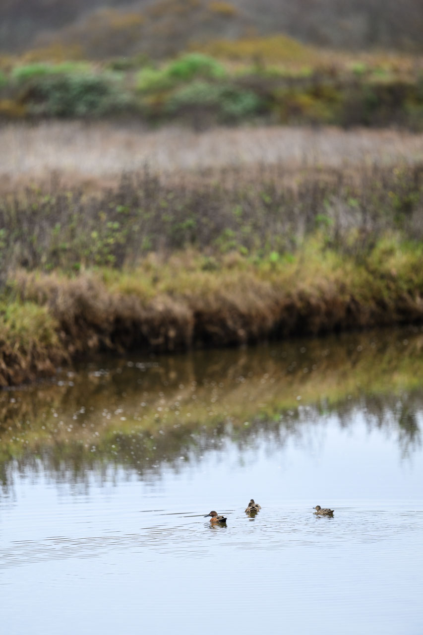 Distant view of Butano Creek with a group of Northern Shovelers at Pescadero Marsh Trail