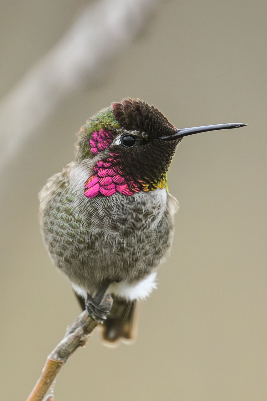 Close-up of a male Anna’s Hummingbird at Pescadero Marsh Trail