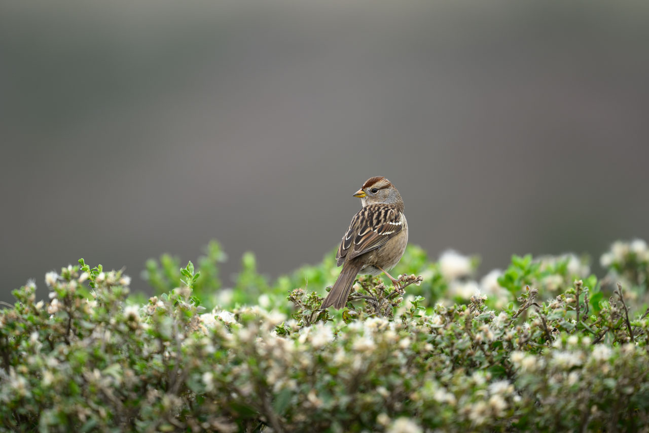 White-crowned Sparrow perched on a green shrub at Pescadero Marsh Trail
