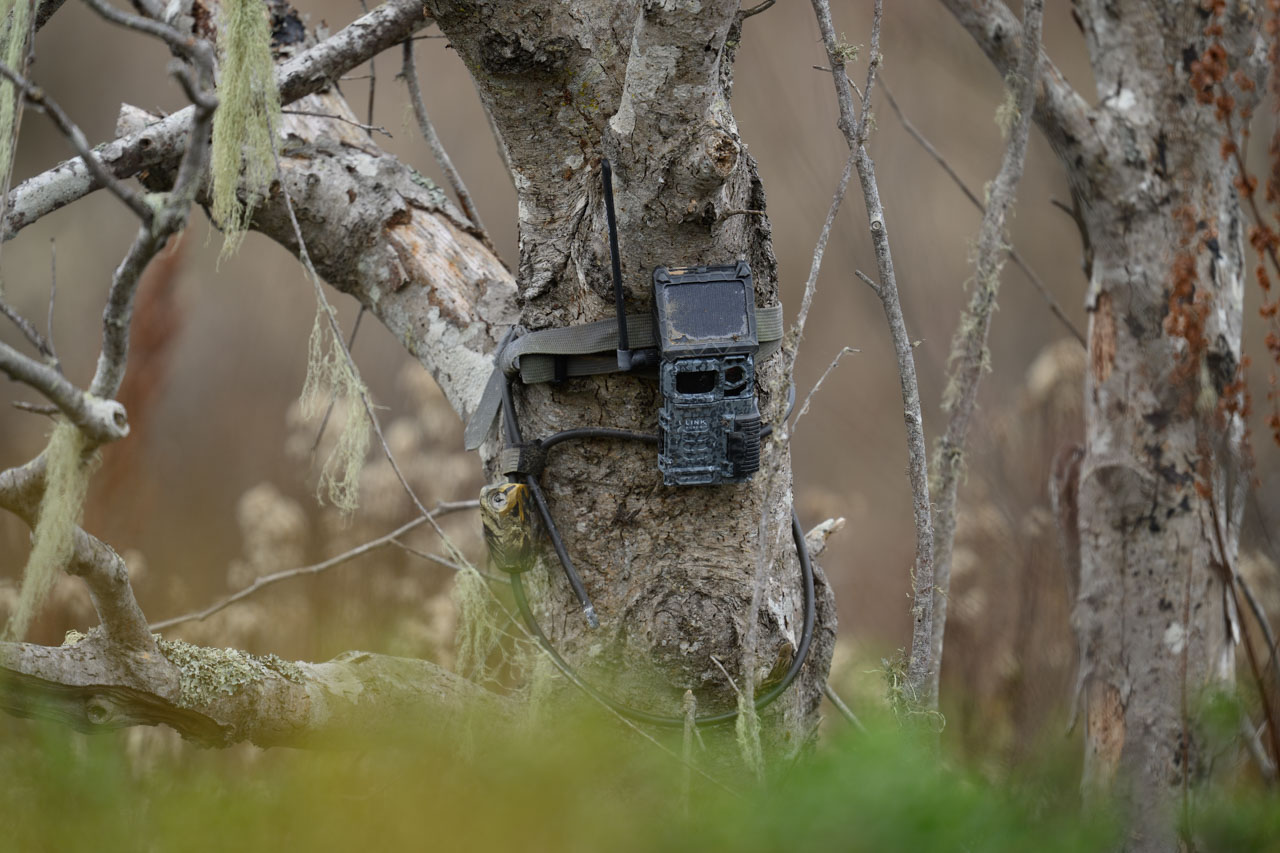 Outdoor camera mounted on a tree along Pescadero Marsh Trail