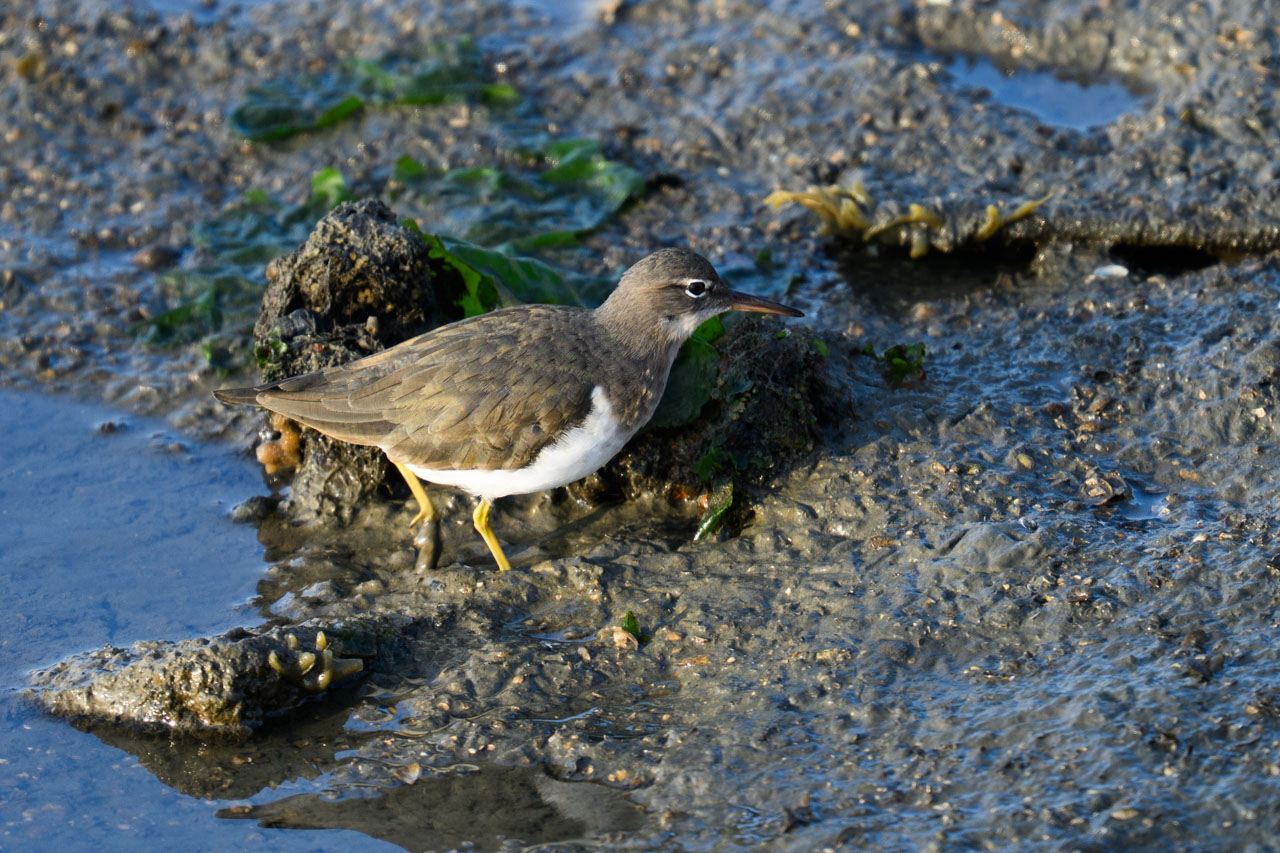 Spotted Sandpiper walking through wetland at Bair Island