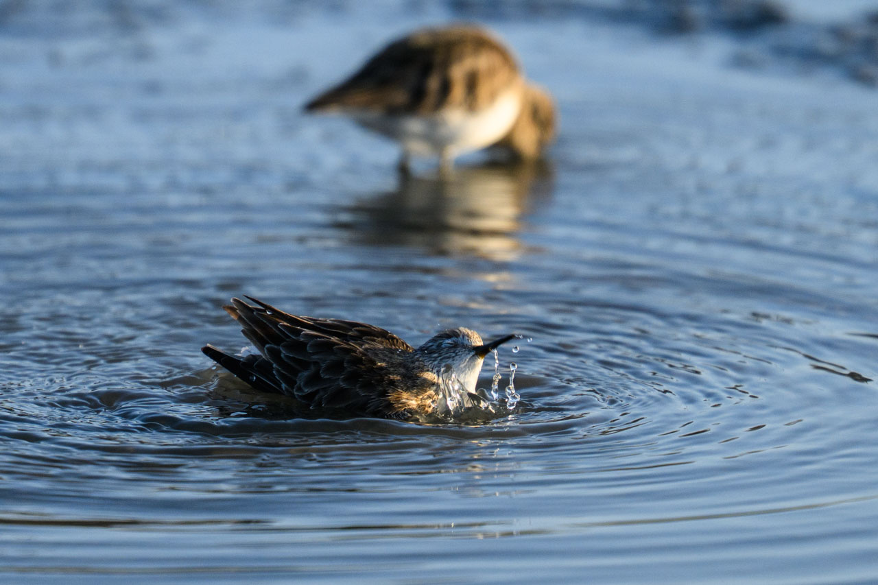 Close-up of a Dunlin bathing at Bair Island