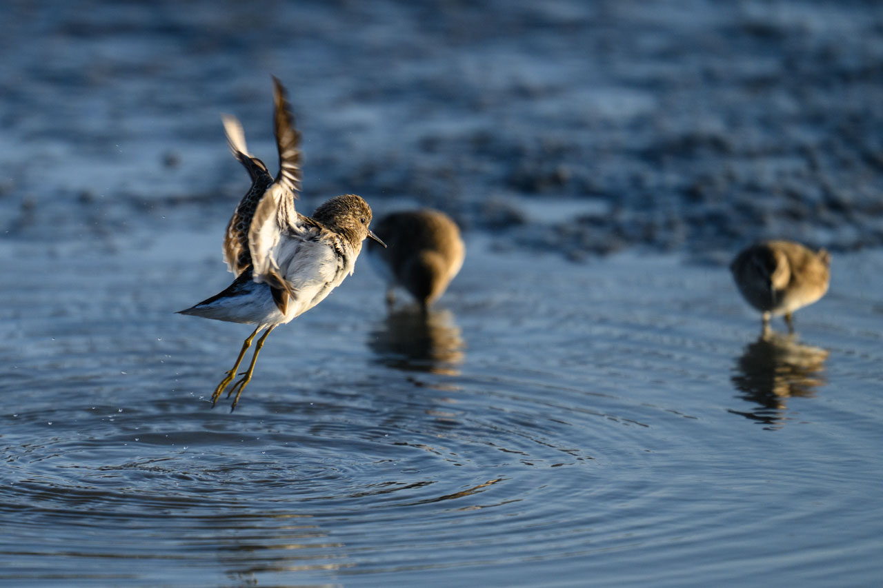 Close-up of a Dunlin taking off after bathing at Bair Island