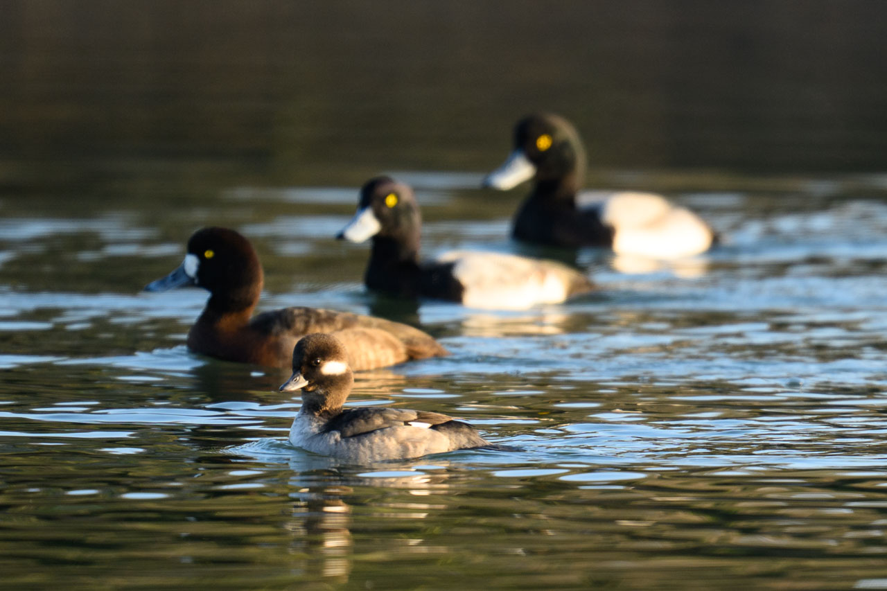 Female Bufflehead floating with a group of Greater Scaup at Bair Island