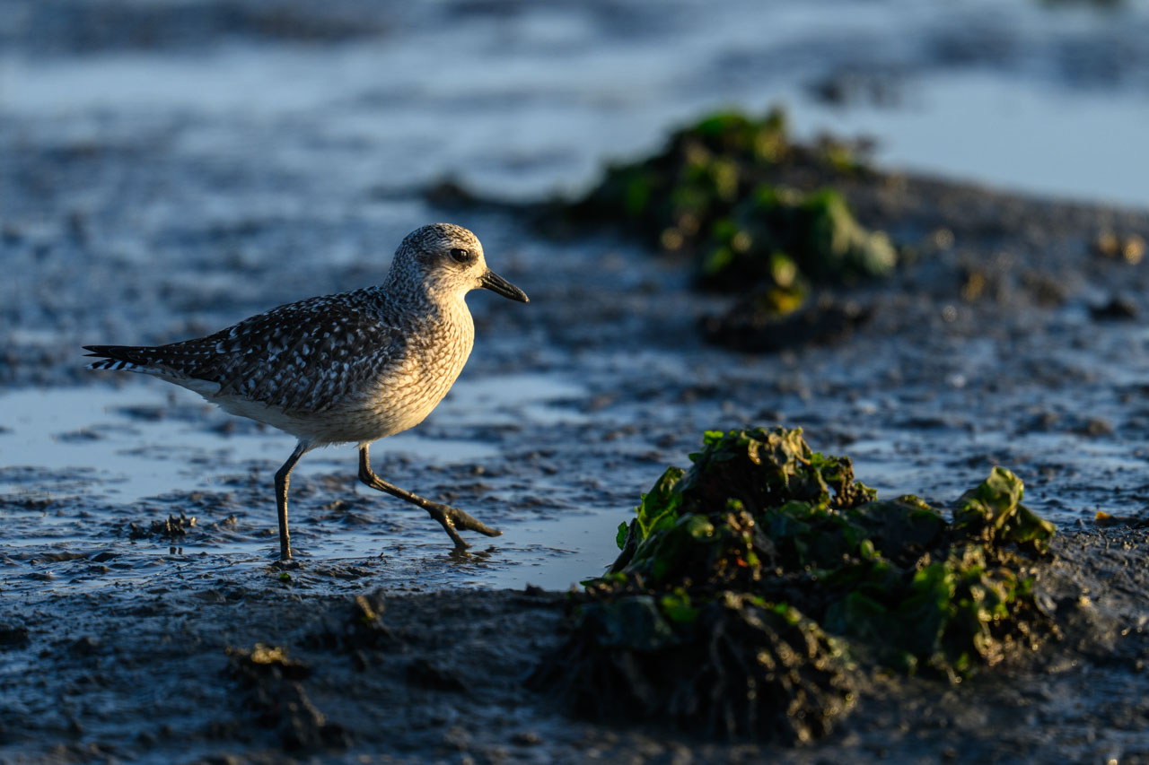 Black-bellied Plover walking through wetland at dusk at Bair Island
